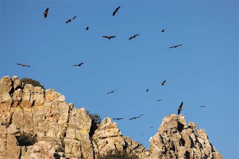 Buitres Sobrevolando El Salto Del Gitano Parque Nacional De Monfrag E