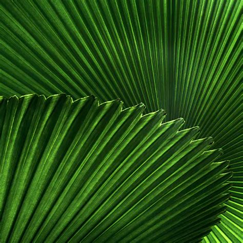 Buy Ruffled Fan Palm Licuala Pichodia Grandis Nursery Nisarga