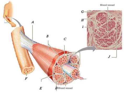 Microscopic Anatomy And Organization Of Skeletal Muscle Flashcards