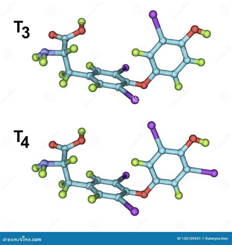 Thyroid Hormones Diagram Cartoon Vector | CartoonDealer.com #236979367