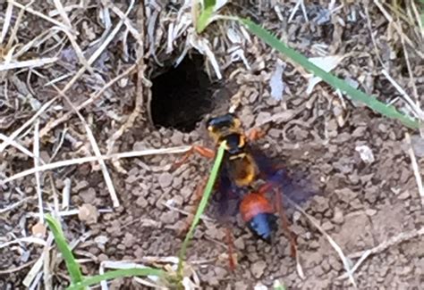 Great Golden Digger Wasp Whats That Bug