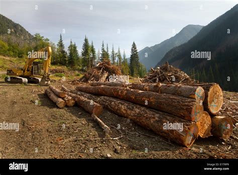 Clearcut Logging, spotted owl habitat destruction, fragmentation ...