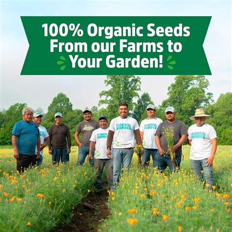 100 Organic Non Gmo Seeds Variety 10 Pack Top Herb Fruit And Veggies