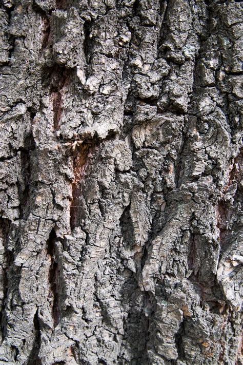 Dark Grey Natural Tree Bark Texture Stock Image Image Of Line Bark