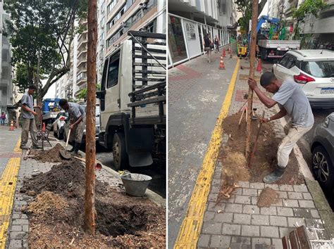 Zona Sul de Niterói recebe corredor de árvores de pau brasil Cidade