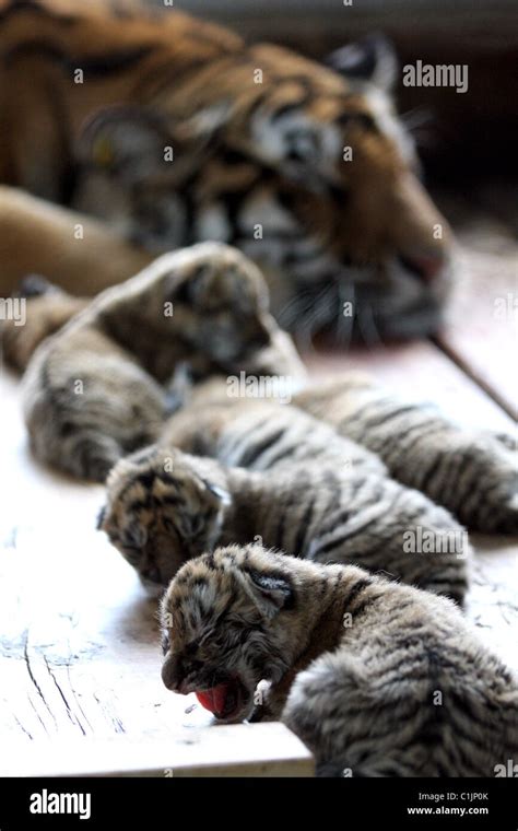 Tiger cubs in China An eight-year-old tiger has given birth to six cubs ...