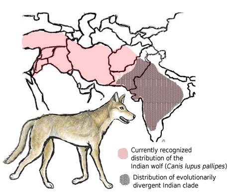 Indian Wolf Among World’s Most Endangered and Distinct Wolves | School
