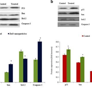 The Mrna Expression Of P Bax Bcl And Caspase In Zno