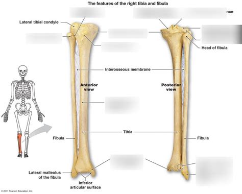 Tibia And Fibula Diagram Quizlet