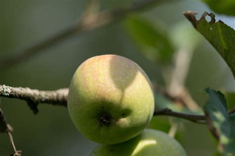 Garten Navi Kulturapfel Malus Domestica Schöner Von Wiltshire