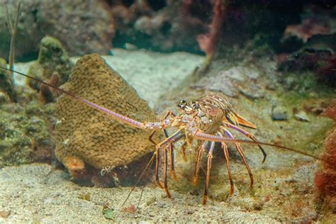 Caribbean Spiny Lobster Natural Habitat Stock Photos - Free & Royalty ...