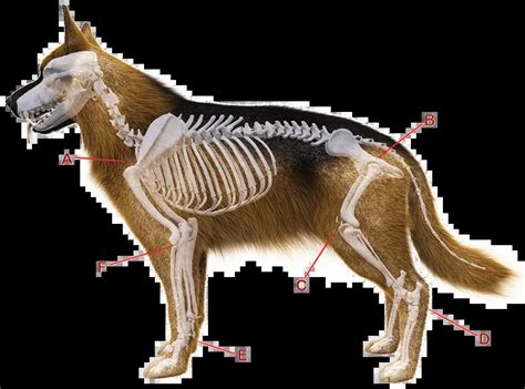 Is A Dogs Tail Cartilage Or Bone