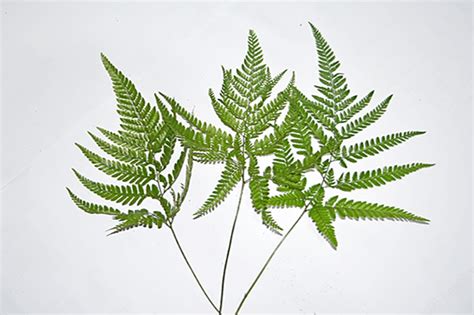 Leather-leaf fern | GreenSac, Sri Lanka