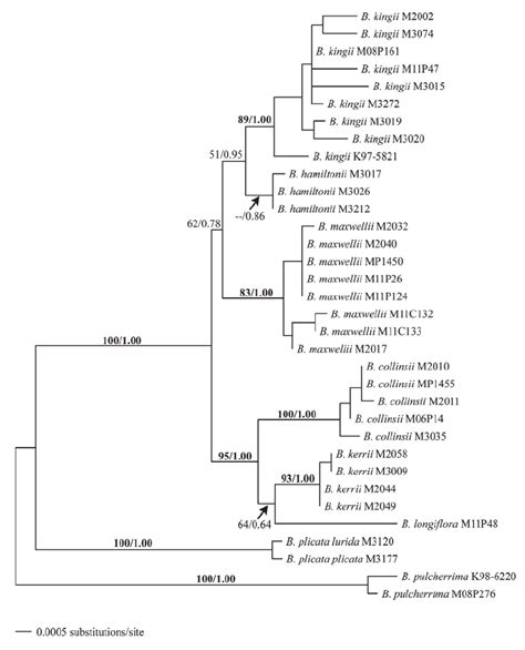 Single Best Maximum Likelihood Phylogram Ln For B