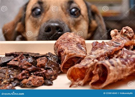 Los Perros Pueden Comer Carne Seca