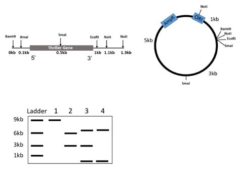 Solved After Ligating The Thriller Gene Into The Plasmid Chegg