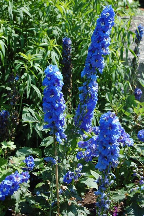 Gorgeous blue delphiniums at Coastal Maine Botanical Gardens. | Blue ...