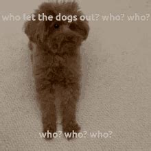 Who Let The Dogs Out Meme GIFs | Tenor