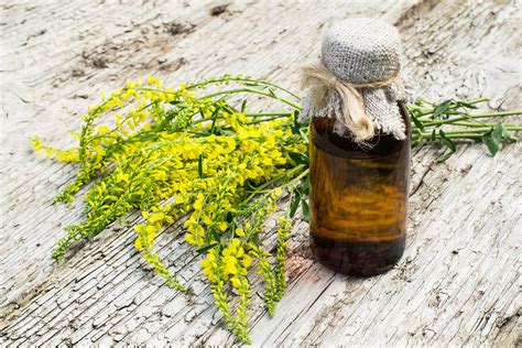 Fenchel als Heilpflanze: Bei diesen Beschwerden hilft Fenchel