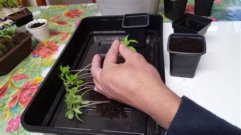 How To Pot Up Transplant Tomato Seedlings Youtube