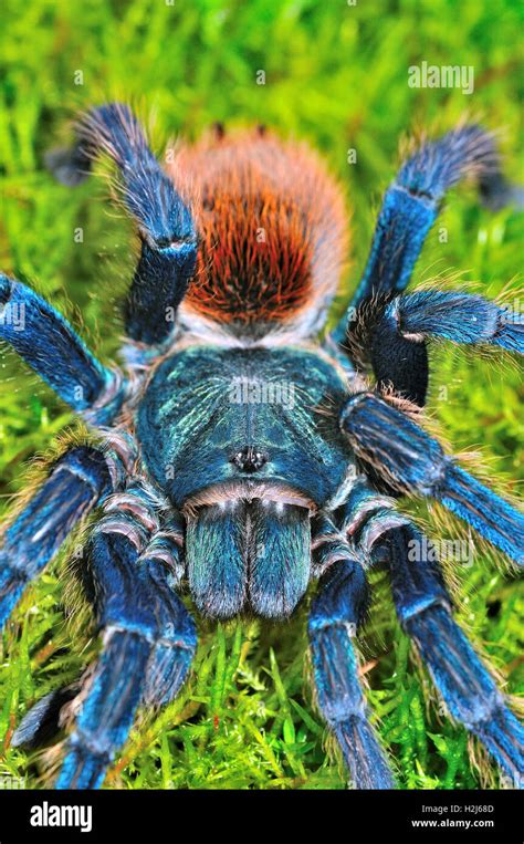 Blue tarantula venezuela hi-res stock photography and images - Alamy