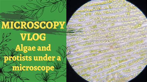 How To Use A Light Microscope Expedition To Dudley Things You Can