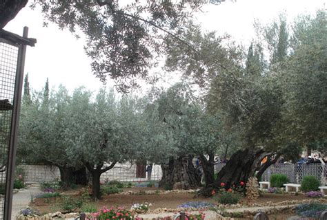 Garden Of Gethsemane John Fasci Garden