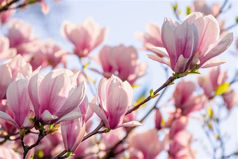 Magnolie pflanzen pflegen vermehren SCHÖNER WOHNEN