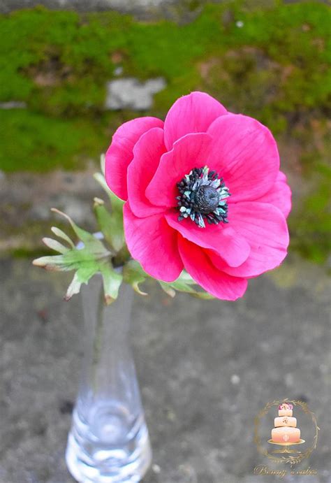 Sugar Anemone Decorated Cake By Benny S Cakes Cakesdecor