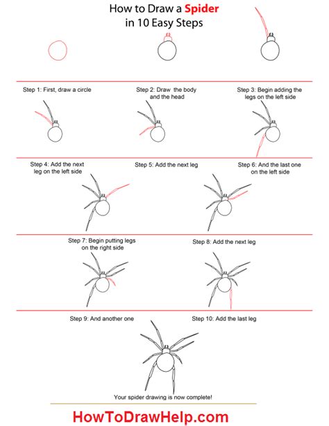 How To Draw A Realistic Spider Step By Step - DRAWINGS OF LOVE