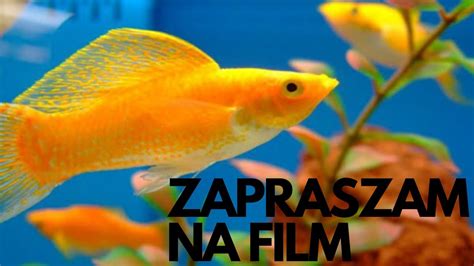 Zapraszam Na Film Youtube