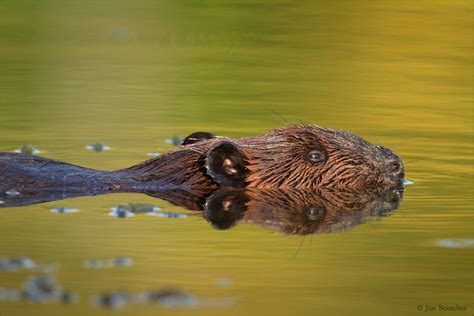 Zenfolio Jim Buescher Photography Mammals Of Wetlands Beaver