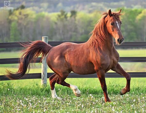 chestnut horse | Chestnut horse, Horses, Beautiful horses