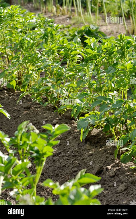 Potato Solanum Tuberosum Stock Photo Alamy