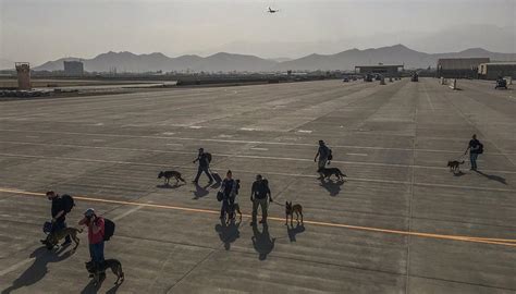 Outrage In Afghanistan As Us Military Dogs Evacuated While Human Allies