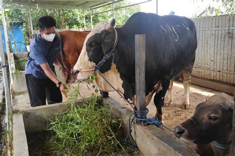 Foto Ribuan Sapi Di Jawa Timur Terinfeksi Penyakit Mulut Dan Kuku