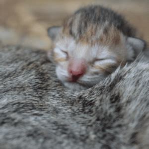 Are Kittens Born With Fleas? [CutePetCare]