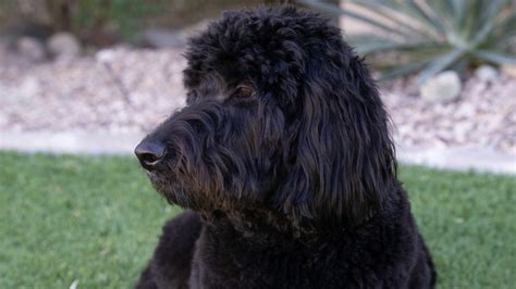 Goldendoodles 101: Everything You Need to Know About this Popular ...