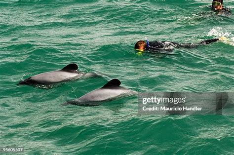 New Zealand Endangered Species Photos and Premium High Res Pictures ...