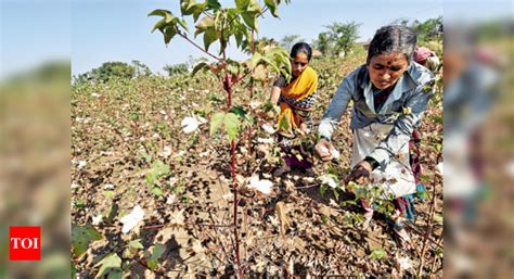 Gujarats Cotton Acreage May Grow 10 Ahmedabad News Times Of India