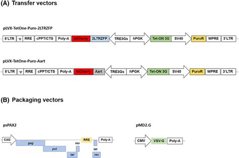 Schematic Diagrams Of Tet On Inducible Lentiviral Vectors And Packaging