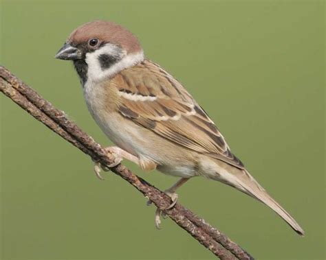 Eurasian tree sparrow - Alchetron, The Free Social Encyclopedia