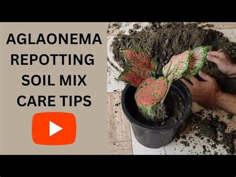 Aglaonema Repotting Ideal Soil Mix And Pro Care Tips Revealed