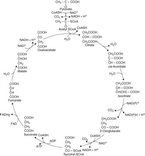 Tricarboxylic Acid Cycle The Tca Pathway Operates In The Mitochondria Download Scientific