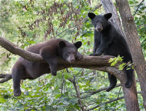 Wildlife Center Staff Prepares To Release Rescued Bear Cubs This Spring ...