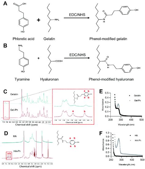 A Synthesis Of Gel Ph With Edc Nhs Method B Synthesis Of Ha Ph