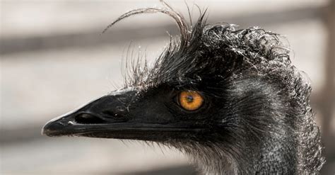 10 Fascinating Facts About Emus: Australia's Striking Flightless Birds