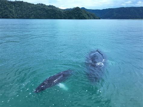 Golfo Dulce Awarded Whale Heritage Site Status World Cetacean Alliance