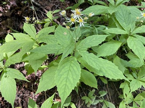 Whorled Wood Aster From Strafford Vt Usa On August At