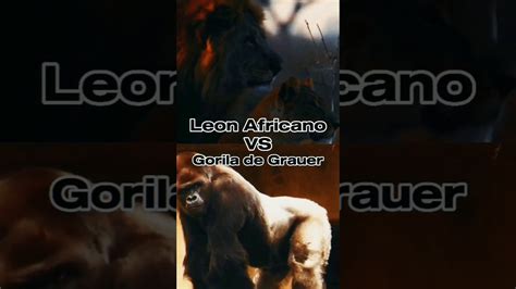 Leon Africano Vs Gorila Espalda Plateada Youtube